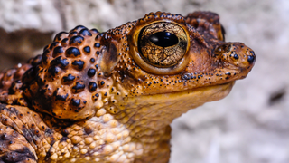 Plan to save an endangered frog in Puerto Rico involves barking at it to make it pee